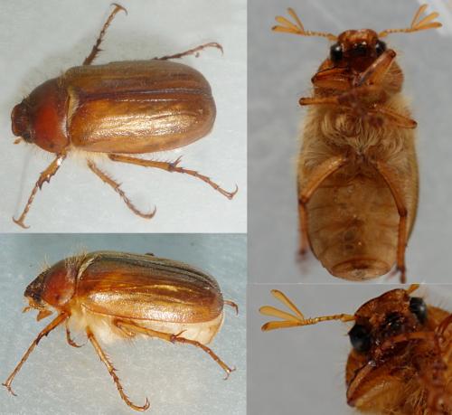Amphimallon sp.